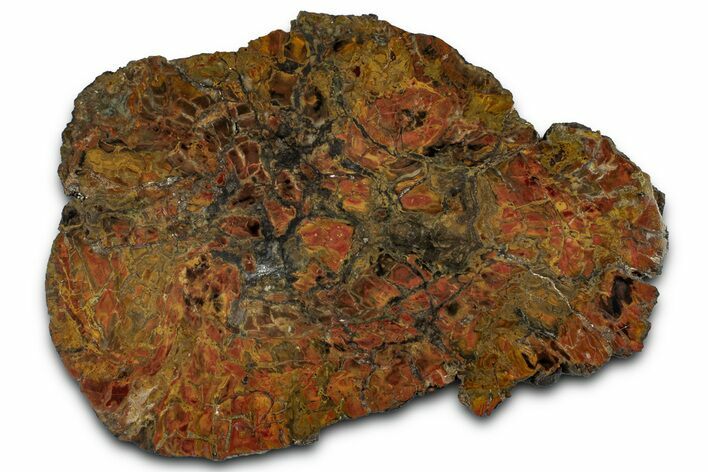 Polished Petrified Wood (Araucarioxylon) Slab - Arizona #358872